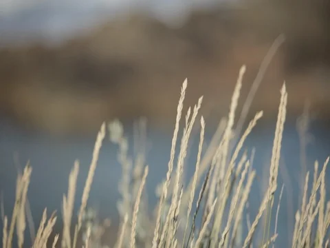 Breezy Wheat in Detail  Stock Footage 84087970