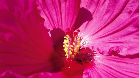 BreezyHibiscus Stock Footage 161204091