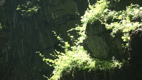 Breitachklamm, canyon, erosion, plant growth, 4K Stock Footage