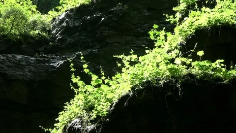Breitachklamm, canyon, erosion, plant growth, 4K Stock Footage