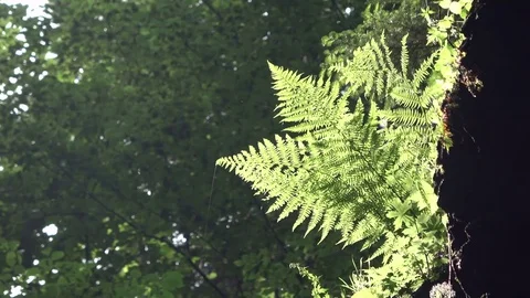 Breitachklamm, canyon, erosion, plant growth, 4K Stock Footage