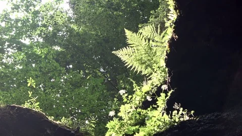 Breitachklamm, canyon, erosion, plant growth, 4K Stock Footage