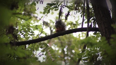 Brekfast time in the forest Video stock 80636813
