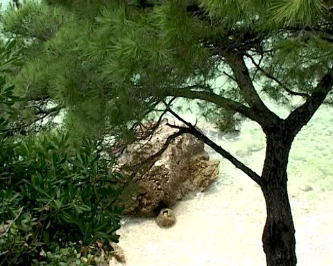 Brela, Croatia. Fluffy pine growing on Adriatic coast on beach Punta Rata Stock Footage 106552963