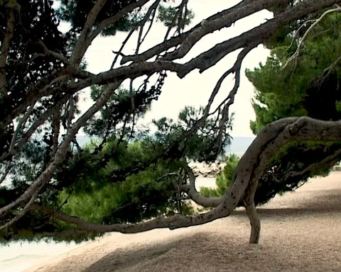 Brela, Croatia. Luxurious branches of old pines lie above beach Punta Rata Stock Footage 105668765