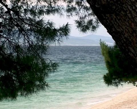 Brela, Croatia. Strong wind shakes long needles of lush pine trees on shore Stock Footage 105282520