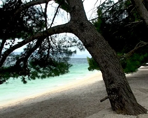 Brela, Croatia. Wind shakes long needles of pine trees on shore of Adriatic Sea Stock Footage 105668754