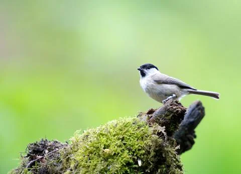 On a brench Stock Photos