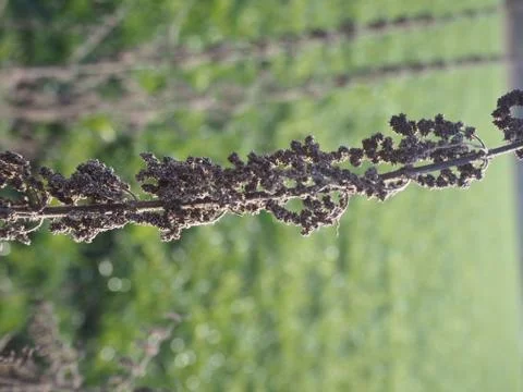 BrenesselSamen Stock Photos