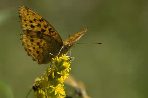 Brenthis Stock Photos