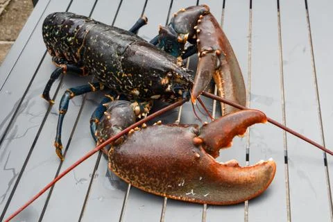 Breton alive lobster Stock Photos