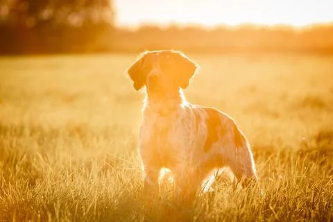 Breton epaniol in the rays of the setting sun. Soft focus Fotos de archivo
