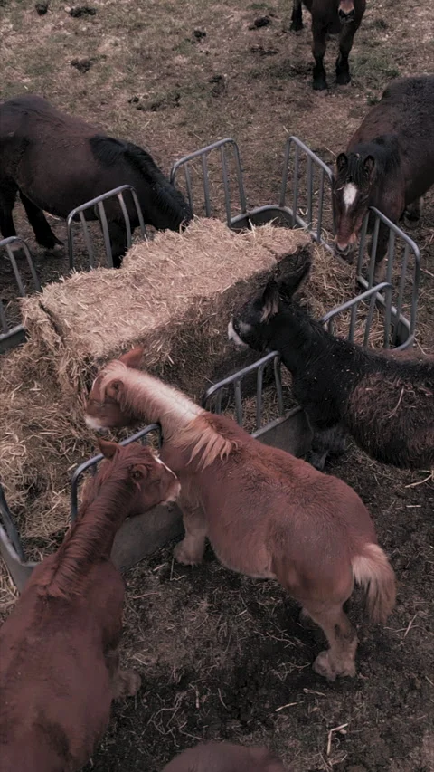 Breton horses feed on straw Stock-Footage 272240345