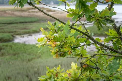Breton oak, acorn and leaf, quercus 스톡 사진