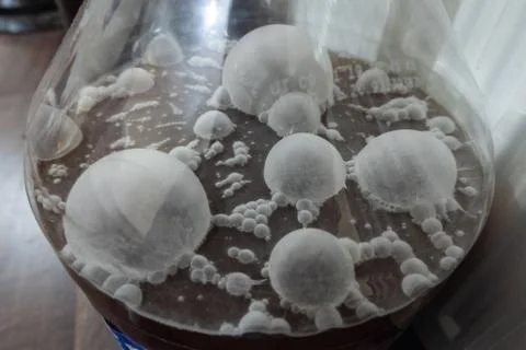 Brettanomyces Stock Photos