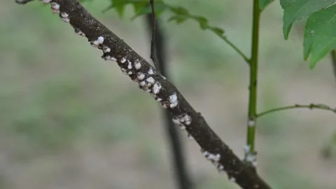 Brevicoryne brassicae. Stock Footage 313468467