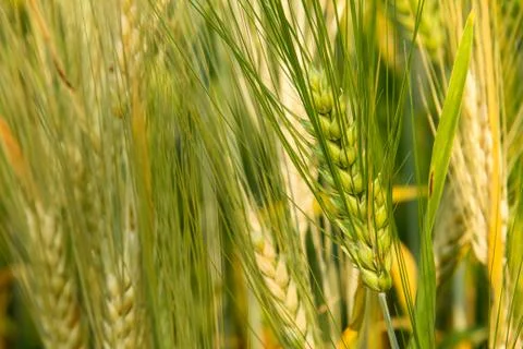 Brew barley Stock Photos