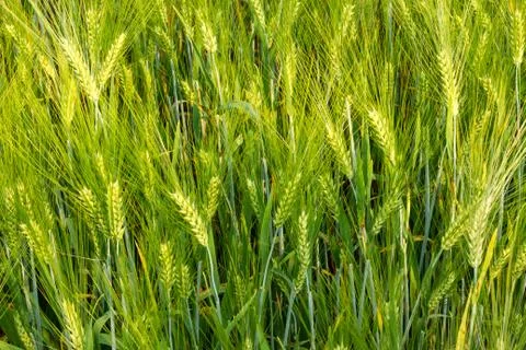 Brew barley Stock Photos