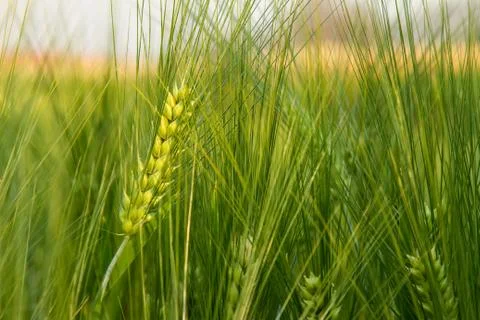 Brew barley Stock Photos