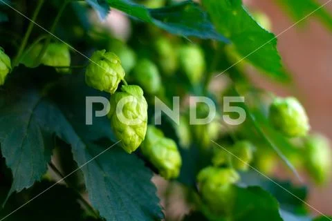 Brew hop cones hang in the field Stock Photos