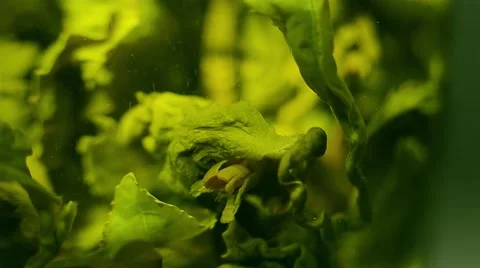 Brewed green tea leaves Stock Footage 51505814