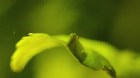 Brewed green tea leaves Stock Footage 51706616