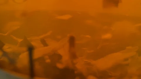 Brewed tea, tea leaves are moving in the kettle. Stock Footage 86702792