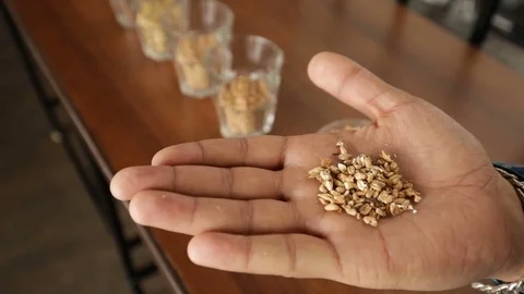 Brewer-barley-malt-hand Stock Footage 85001685