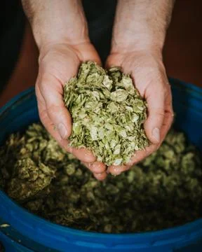 Brewer Holding Hops Stock Photos