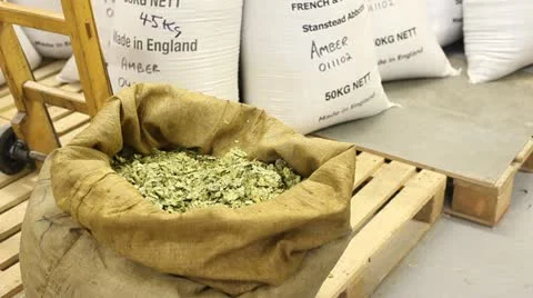 Brewer inspecting hops Stock Footage 21022279