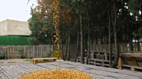 Brewer Pouring Malt in Nature Stock Footage 247141815