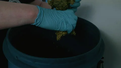Brewer taking apart hops and dropping them into a barrel Video stock 131233029