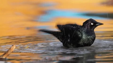 Brewers Black Bird Bathing Stock Footage 155013824