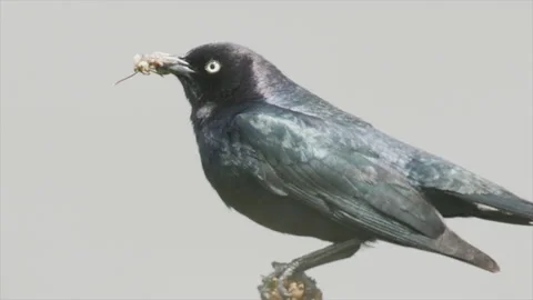 Brewers blackbird perched in wind with fly in mouth, 4k Video stock 170346777