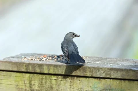 Brewer's blackbird Stock Photos