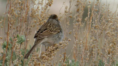 Brewer's Sparrow 1 Stock Footage 478873