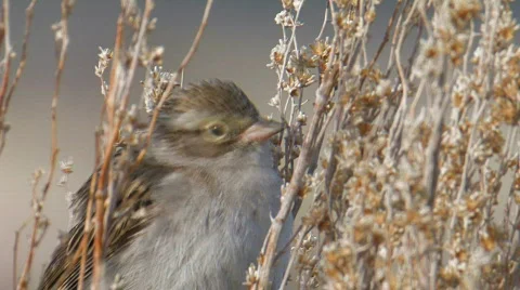 Brewer's Sparrow 2 Stock Footage 478847