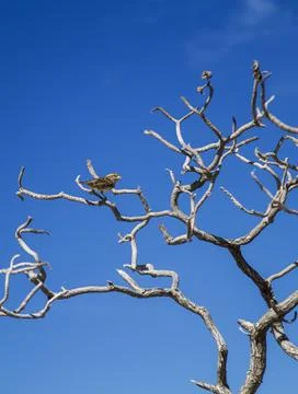 Brewer's Sparrow Stock Photos