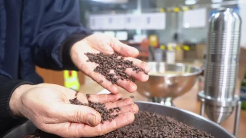 Brewery, grains, cereal, malt, handled, toasted.mov Stock-Footage 190962005