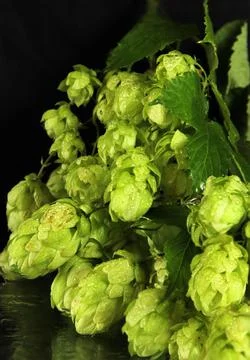 Brewery ingredient Stock Photos