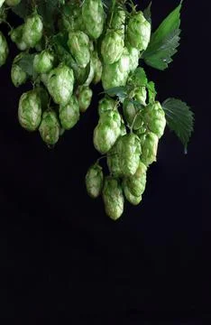 Brewery Foto stock