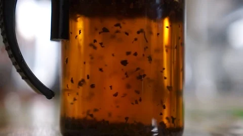 Brewing of black tea Stock Footage 74563779