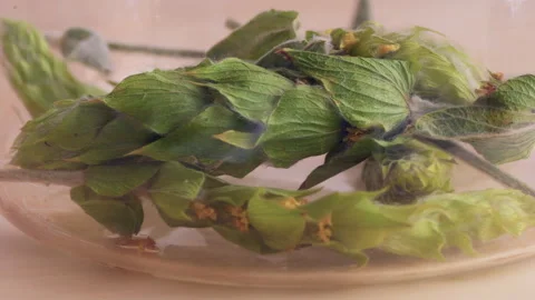 Brewing tea from sideritis plant also known as ironwort or mountain tea Stock Footage 250093252