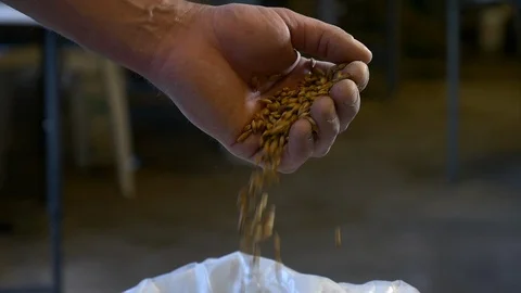 Brewmaster sifting light malt grains through his hands at a microbrewery. Video stock 99597899