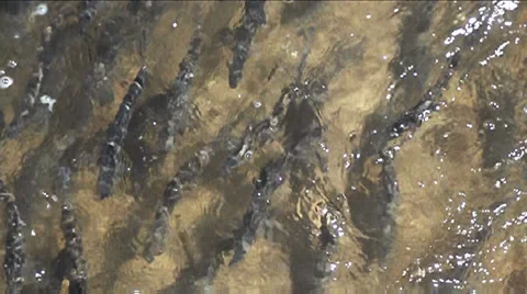 Brewster Herring Run Cape Cod Stock Footage 27341179