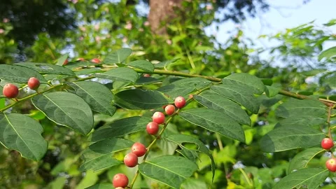 Breynia berry in the plant. 库存影片 219564327