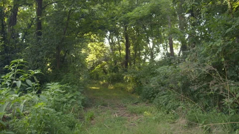 Brian Brown Greenway trail through woods Stock Footage 282808950