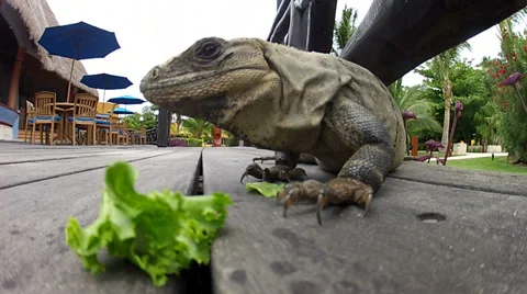 Brianhuntvisual-MX12-29 Vídeo Stock 32789252