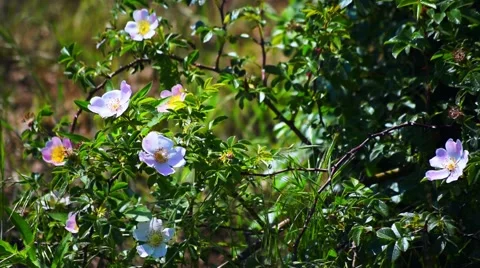 Briar Berries Flower Stock Footage 50547976