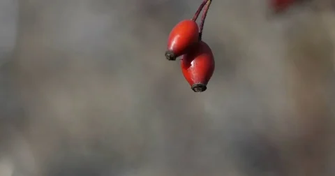 Briar berry swinging in the wind Stock Footage 84554664
